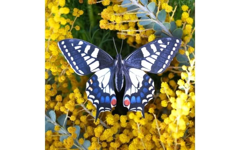 Vlinderset 'Southwest' Moth and Myth