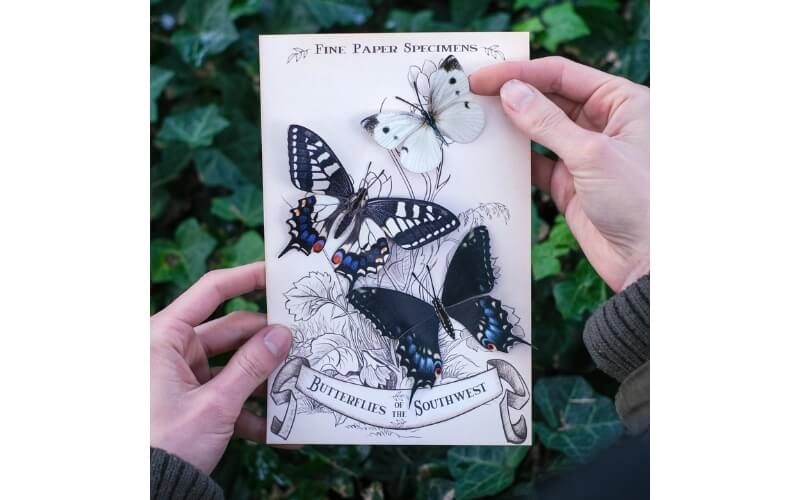 Vlinderset 'Southwest' Moth and Myth